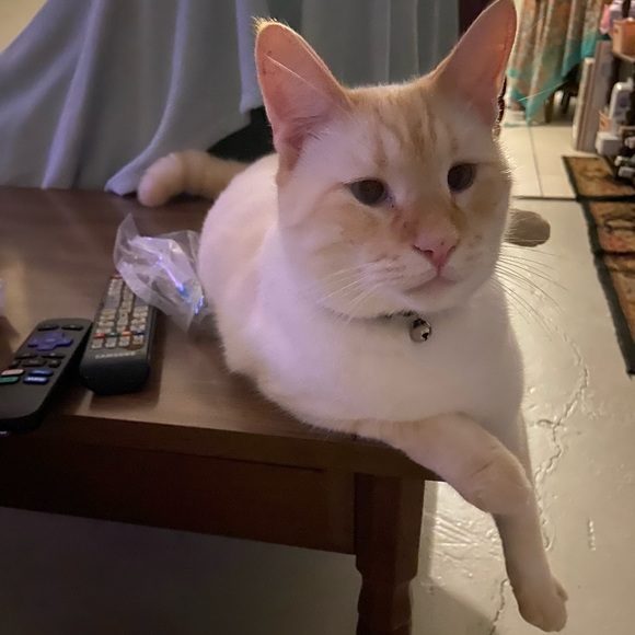 Animal Friendly Home - Picture 3 of 16